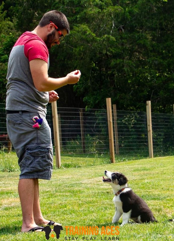 Training Aces Dog Training Puppy Training