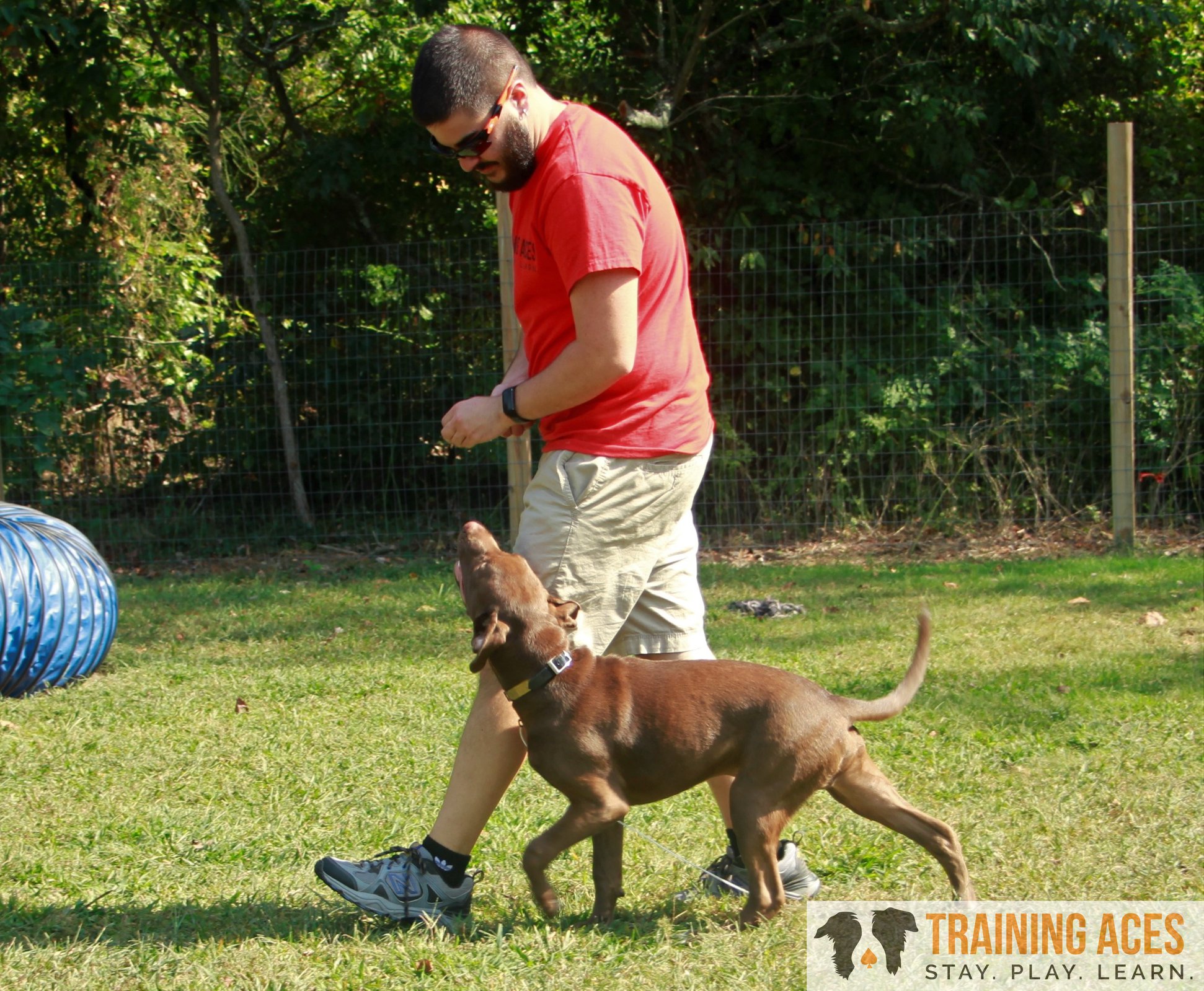 aces dog training